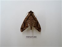 藏品(全緣缺角天蛾)的圖片